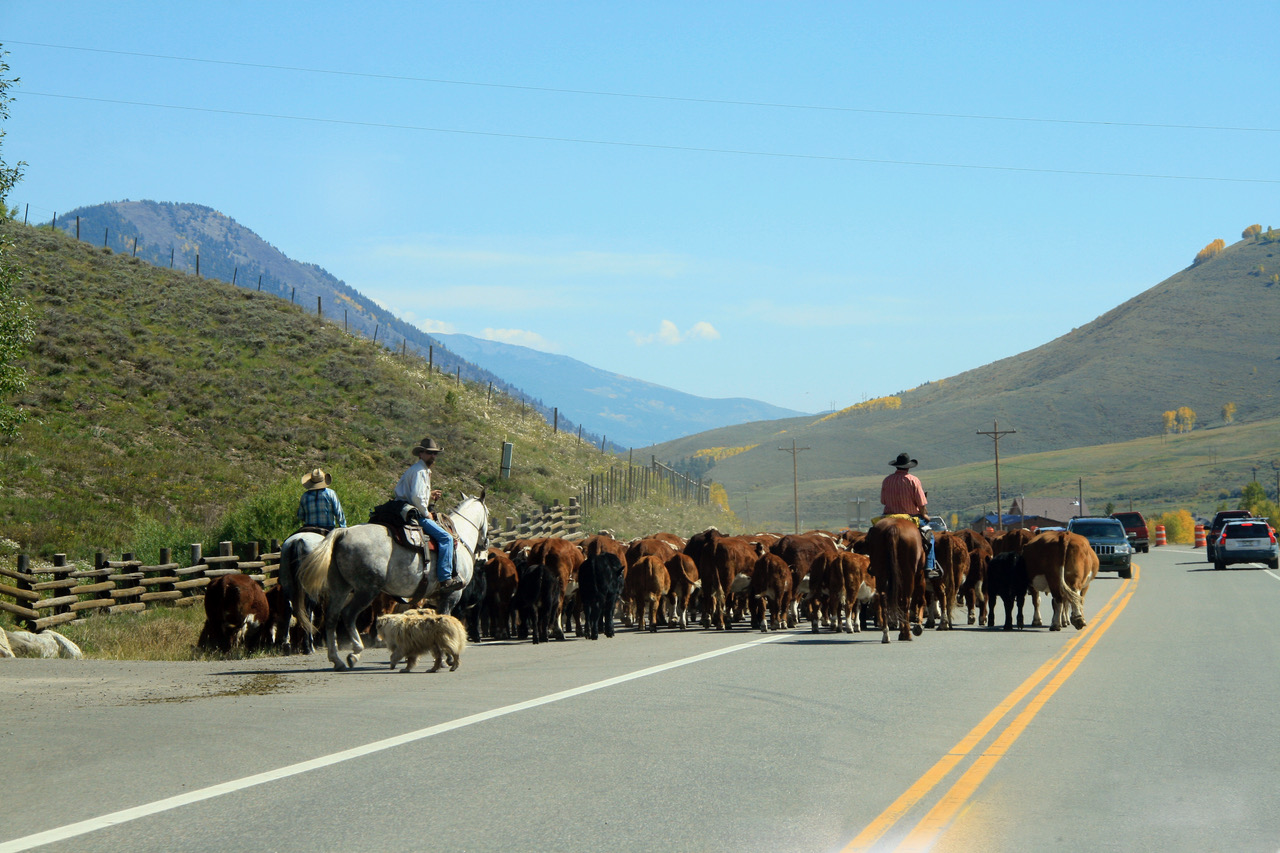 Gunnison